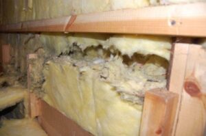 Can a mouse chew through drywall?