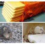 Do mice eat foam plastic?