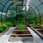 How to improve soil in a greenhouse