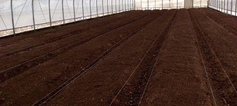 Is it necessary to change the soil in the greenhouse?