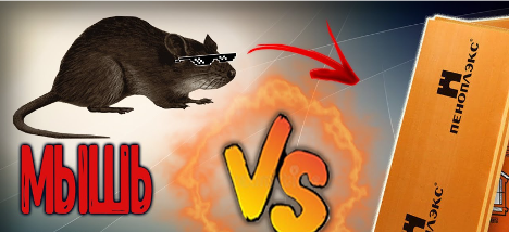 Foam plastic, penoplex and mice