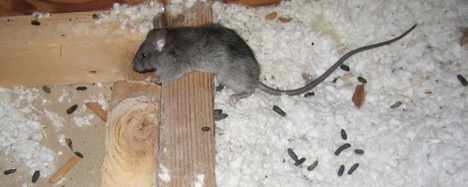 Do mice chew polystyrene foam?