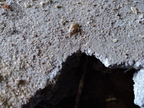 Can rats chew through concrete?